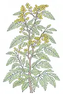 vine with small mimosa flowers growing feminine  tattoo design idea