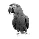 parrot tattoo design idea