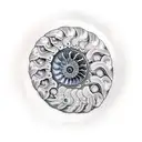 Ammonite tattoo design idea
