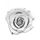 Latina woman and roses tattoo design idea