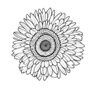 crysanthemum and daisy with intertwining stems  tattoo design idea