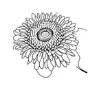 crysanthemum and daisy with intertwining stems  tattoo design idea