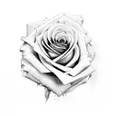 roses, arms, Einstein  tattoo design idea