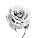 roses, arms, Einstein  tattoo design idea