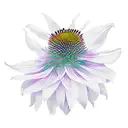 coneflower tattoo design idea