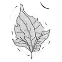 A simple blackwork tattoo featuring a pothos leaf transforming into a full moon tattoo design idea