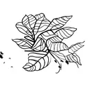 Orange slice, lavender, and eucalyptus individual, next to each other tattoo design idea