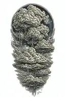storm clouds tattoo design idea
