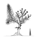 clarks nutcracker with Pinus albicaulis tattoo design idea