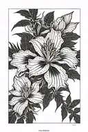 Western Samoa, screw pine flower, 2008,  tattoo design idea