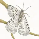 slender moth open wings tattoo design idea