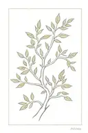 athena olive tree tattoo design idea