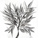 Olive branches tattoo design idea