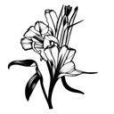 gladiola and paperwhite narcissus flower with stem tattoo design idea