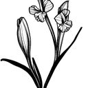 gladiola and paperwhite narcissus flower with stem tattoo design idea
