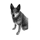 a blue heeler tattoo design idea