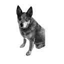 a blue heeler tattoo design idea