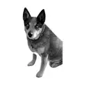 a blue heeler tattoo design idea