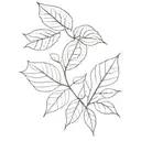 stippling leafs spreading tattoo design idea