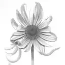 a design with honeysuckle, daisy's, sweet pea flower, hyacinth,cornflower,and black eye susan flowers tattoo design idea