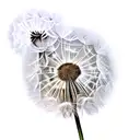Dandelion tattoo design idea