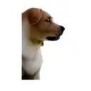 a labrador retriever tattoo design idea