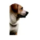 a labrador retriever tattoo design idea