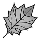 Maple Leaf tattoo design idea