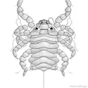 hermit crab holding stick tattoo design idea