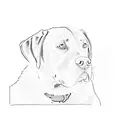 a labrador retriever tattoo design idea