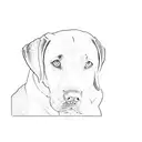 a labrador retriever tattoo design idea