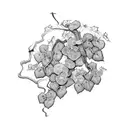 wisteria,ivy, grape vines,  tattoo design idea