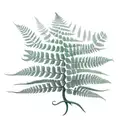 Fern Tree tattoo design idea