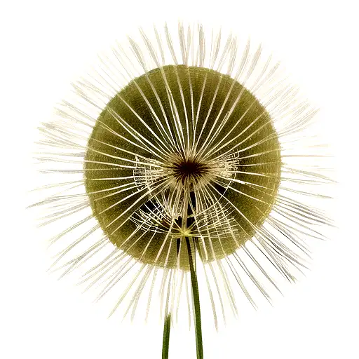 Dandelion tattoo design idea