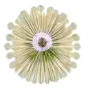 Dandelion tattoo design idea