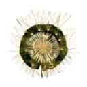 Dandelion tattoo design idea