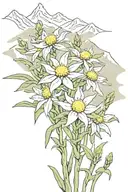 field of edelweiss flowers in front of mountain range tattoo design idea