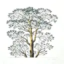 Black aquatint on white background of a eucalyptus tree, designed with golden ratios, intertwined with fibonacci sequenc tattoo design idea