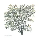 Black aquatint on white background of a eucalyptus tree, designed with golden ratios, intertwined with fibonacci sequenc tattoo design idea