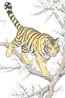 tiger climbing  down from the top of blossom branch tattoo design idea