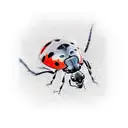 Ladybug tattoo design idea