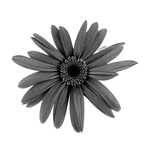 wrapped boquet with 2 daisy's 1 violet 1 larkspur 1 gladolius 1 chrysanthemum 1 narciccus tattoo design idea