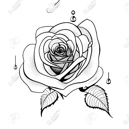 rose with stem attached to water droplets, fine lines tattoo design idea