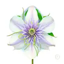 Clematis tattoo design idea