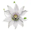 Clematis tattoo design idea