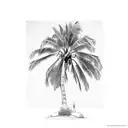 Palm Tree tattoo design idea