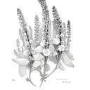 2 larkspur flower with the stems turning into the names Andrew and William tattoo design idea