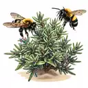 wild rosemary bush in sand with bumble bees flying above tattoo design idea