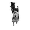 a husky dog tattoo design idea