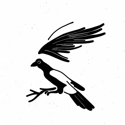 Magpie Australian wild bird black and white